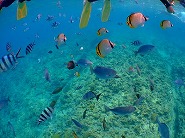 お魚