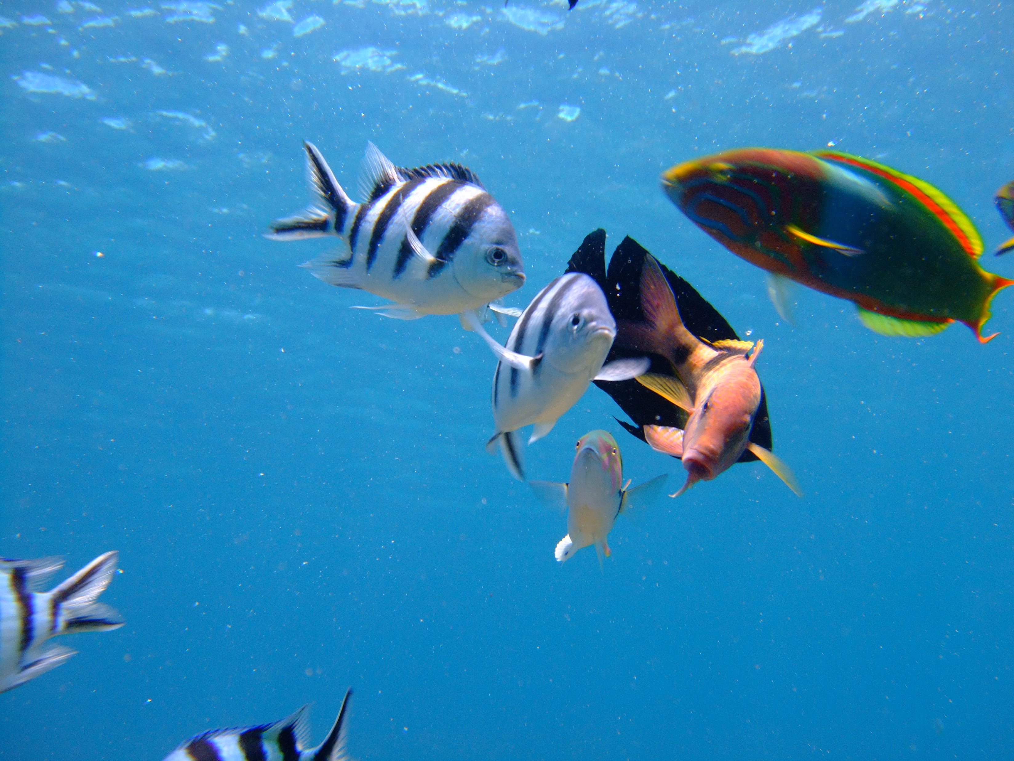 お魚達